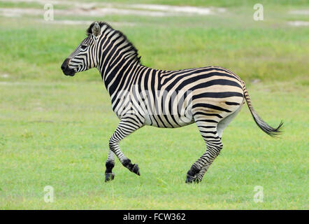 Zebra (Equus quagga sp.), Hwange N P, Zimbabwe Stock Photo