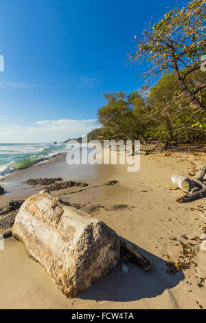 Driftwood on this popular southern surf beach near Mal Pais on the Nicoya Peninsula; Santa Teresa, Puntarenas, Costa Rica Stock Photo