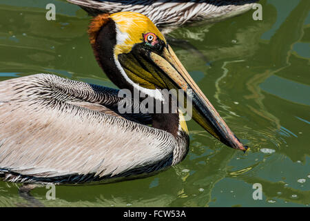 Brown pelican (Pelecanus occidentalis) by fishing dock on the south Nicoya Gulf coast; Tambor, Nicoya Peninsula, Costa Rica Stock Photo