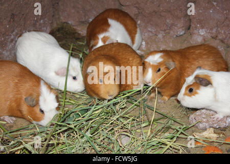 Guinea Pigs Being Bred For Eating In Peru Stock Photo