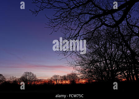 Trees silhouetted against a colorful dawn sky in winter. Stock Photo