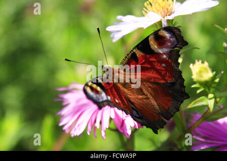 butterfly of peacock eye sitting on the aster Stock Photo