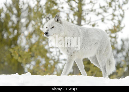 Gray Wolf (Canis lupus) walking in snow, captive, Yellowstone. Stock Photo