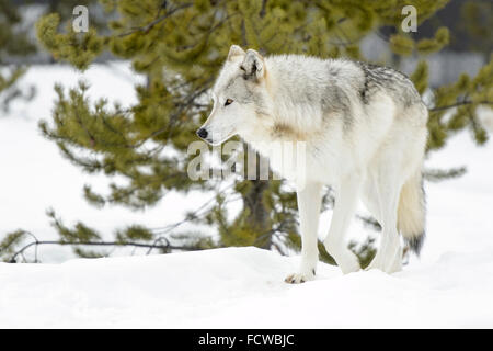 Gray Wolf (Canis lupus) walking in snow, captive, Yellowstone. Stock Photo