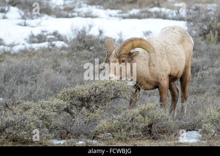 Bighorn Sheep (Ovis canadensis) male, ram, eating from sage during winter, National Elk refuge, Jackson, Wyoming, USA. Stock Photo