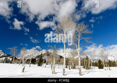 Aspen tree forest in wintertime with blue sky, Grand Teton national park, Wyoming, USA. Stock Photo