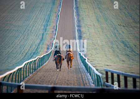 Early morning horse racing training on Lambourn Gallops, Berkshire, UK ...