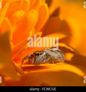 Closeup of a cute tiny Jumping spider sitting on a bright orange marigold flower Stock Photo