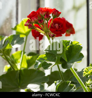Red rose like Pelargonium hortorum (Geranium), a popular houseplant Stock Photo