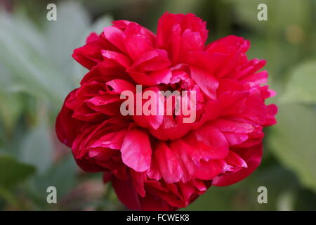 Double red paeonia lactiflora Henry Bockstoce