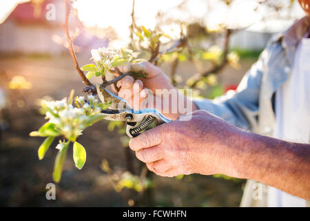 Senior man pruning apple tree Stock Photo