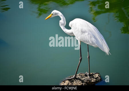 White Heron Stands on a Rock Near a Lake Stock Photo