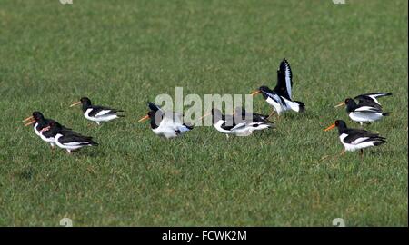 Flock of European Pied Oystercatchers (Haematopus ostralegus) landing in a meadow in spring to forage Stock Photo