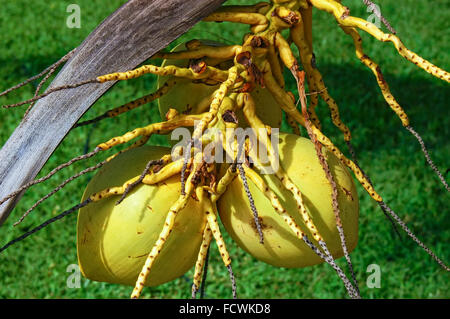 Fresh Coconut on Coconut Tree, Green Coconut, Yellow Coconut Stock Photo