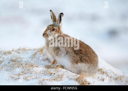 Mountain Hare on a snowy mountain (Lepus timidus) Cairngorm National Park, Scotland, United Kingdom Stock Photo