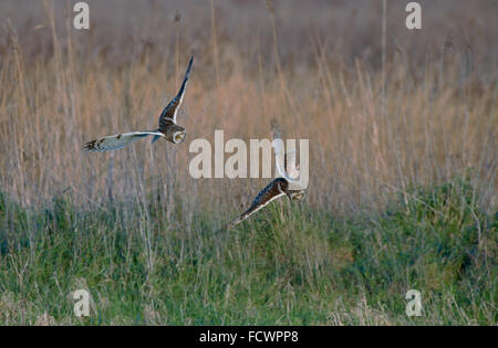 Pair of Short-eared Owls-Asio flammeus  flight over territory. Winter. Uk Stock Photo