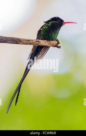 red-billed streamertail (Trochilus polytmus) hummingbird, adult male perched on branch, Jamaica, Caribbean Stock Photo
