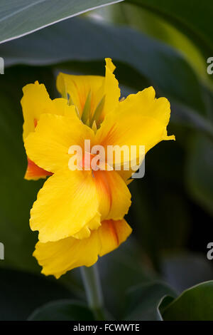 Canna 'Heinrich Seidel' flowering in a protected environment. Stock Photo