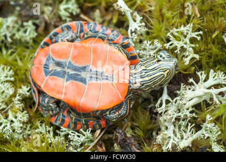 Juvenile Western painted turtle, Chrysemys picta bellii, native to southwestern Ontario to southern Missouri to the Pacific NW Stock Photo