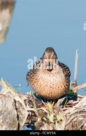 Mallard, Anas platyrhynchos. Vertical portrait of a adult female in breeding plumage resting at lake shore. Stock Photo