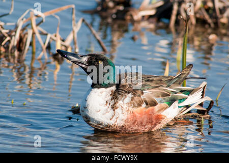 Northern shoveler duck, Spatula clypeata, horizontal portrait of a adult male swimming on water. Stock Photo