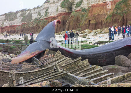 Dead Sperm Whale (Physeter macrocephalus) stranded at Hunstanton, Norfolk, England Stock Photo