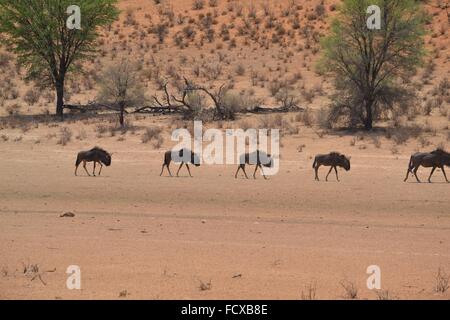 Wildebeest in the Kgalagadi Transfrontier Park, South Africa Stock Photo