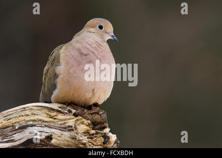 A mourning dove perched on a log Stock Photo