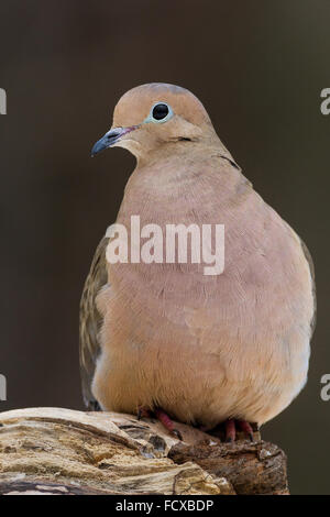 A mourning dove perched on a log. Stock Photo