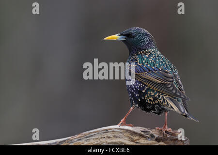 A European starling perched on a log. Stock Photo