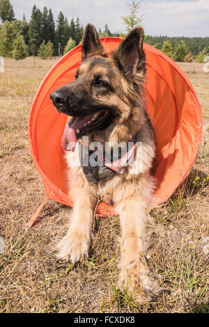 Adult long-haired German shepherd, Canis lupus familiaris, laying down in an agility tunnel Stock Photo