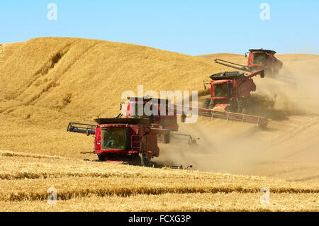 Multiple Case combines harvesting wheat on the hills of the Palouse ...