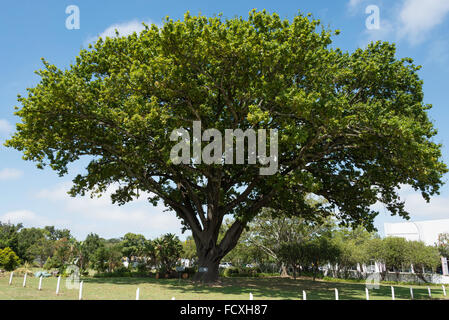 The Old Oak Tree (1884), George, Eden District Municipality, Western Cape Province, Republic of South Africa Stock Photo
