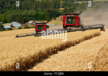 Combines harvesting wheat in the Palouse region of Washington Stock Photo