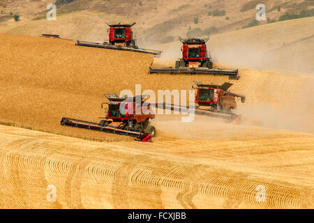 Multiple Case combines harvesting wheat on the hills of the Palouse ...