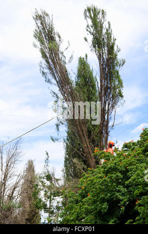 Man in Cherry Picker pruning trees away from power lines Stock Photo