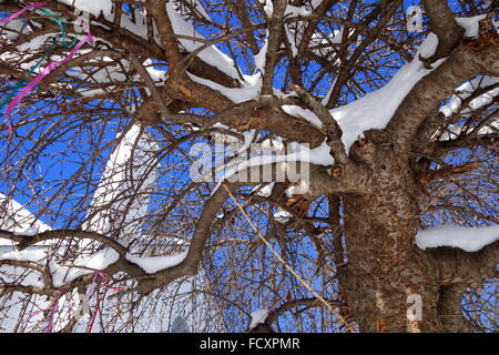 Weeping Cherry Tree In Winter Stock Photo Alamy