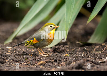 Red-billed leiothrix or Japanese nightingale, Leiothrix lutea, walking through a tropical setting on ground level. Stock Photo
