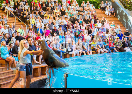 TENERIFE, SPAIN - JANUARY 15, 2013: Shows seals and sea lions in the pool, Loro parque, Puerto de la Cruz, Santa Cruz Tenerife Stock Photo