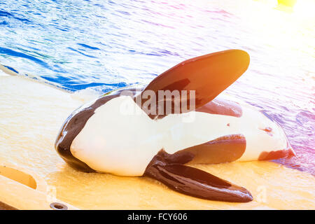 TENERIFE, SPAIN - JANUARY 15, 2013: Water show with killer whales in the pool, Loro parque, Puerto de la Cruz, Santa Cruz Stock Photo