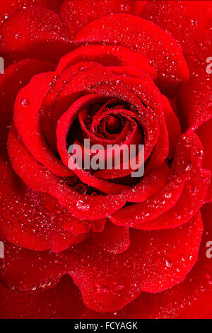 the red rose with water drops macro Stock Photo - Alamy