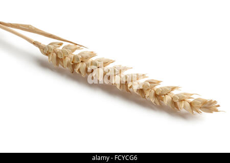 Single ear of dried wheat close up on white background Stock Photo