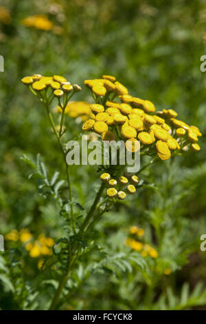 Yellow tansy plant Stock Photo