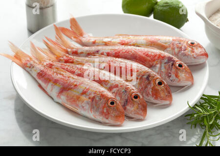 Fresh striped red mullets on a dish Stock Photo