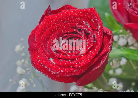 Blooming beautiful red rose with water drops Stock Photo