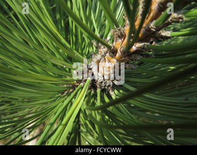 Pine ladybird (Exochomus 4-pustulatus) on branch of Austrian pine (Pinus nigra)