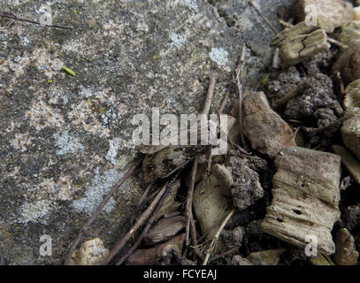 Side view of heart and dart moth (Agrotis exclamationis) on stone driveway next to pebbles & wood chips on edge of flower bed Stock Photo