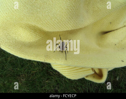 Domestic house spider (Tegenaria duellica) on a yellow knitted cardigan, on a lawn
