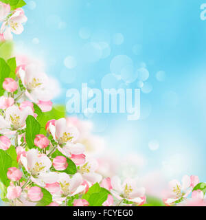 Spring flowers. Apple blossoms over blurred blue sky background. Floral border Stock Photo