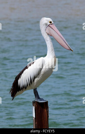 Pelican standing at a wooden jetty pole at Rainbow Beach , Queensland, Australia Stock Photo